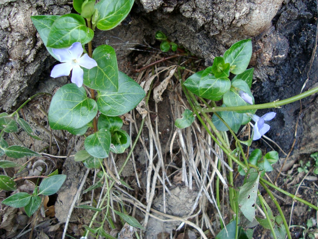 Chateauvieux, 04-01-09, 15-12.jpg